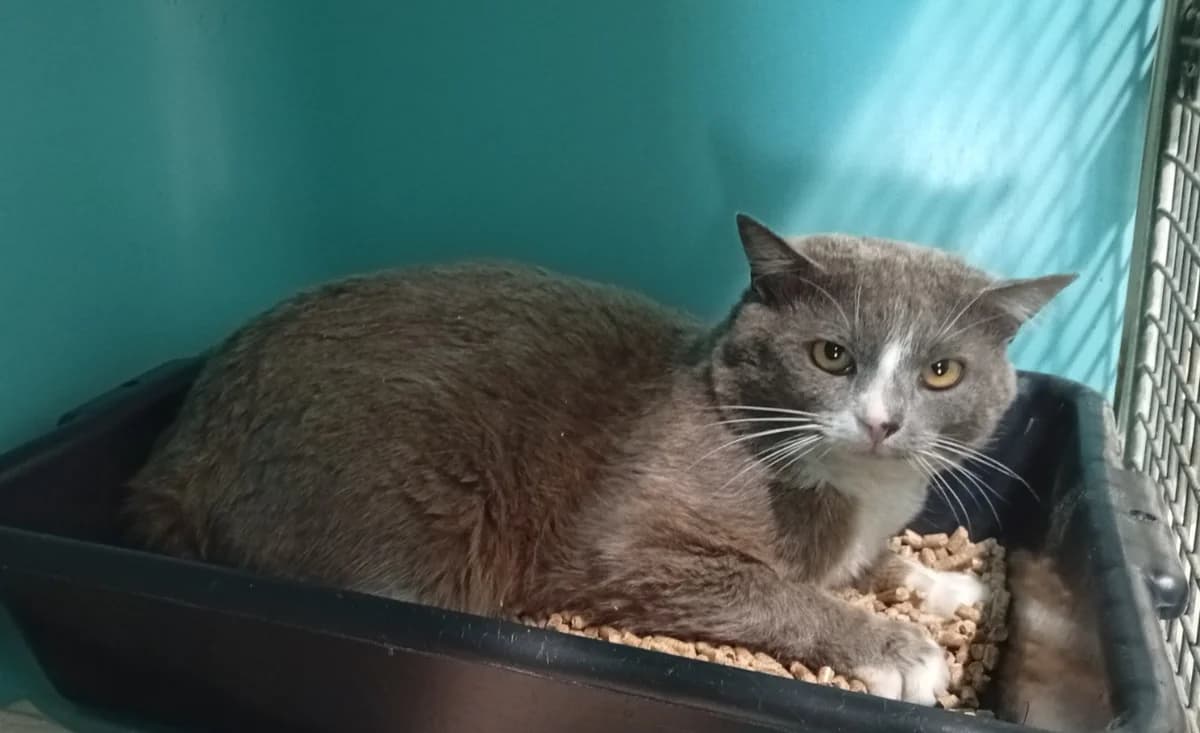 Dusty, male young mixed breed for adoption at SPA Draguignan (Flayosc), Draguignan