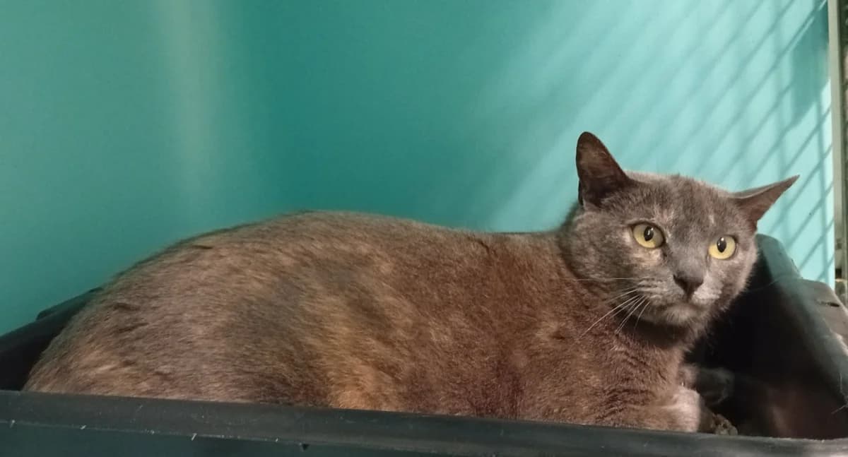 Daisy, female mixed breed for adoption at SPA Draguignan (Flayosc), Draguignan