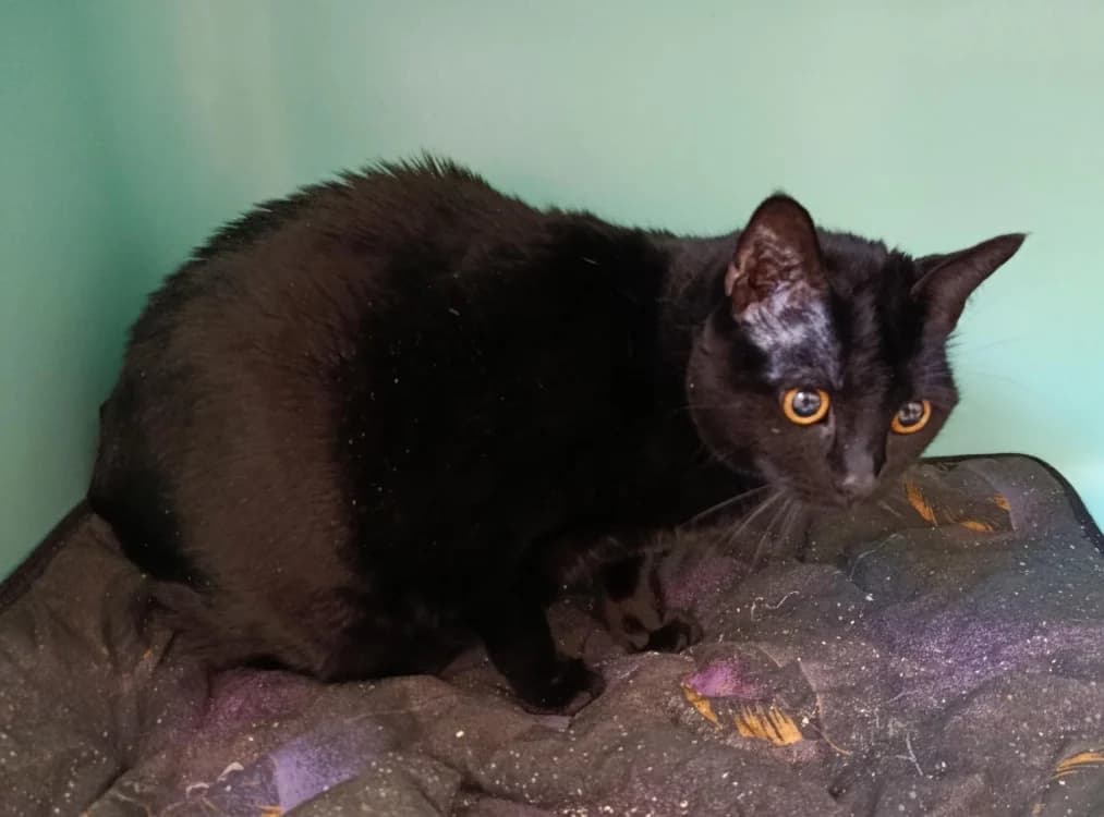 Bagheera, female senior mixed breed for adoption at SPA Draguignan (Flayosc), Draguignan