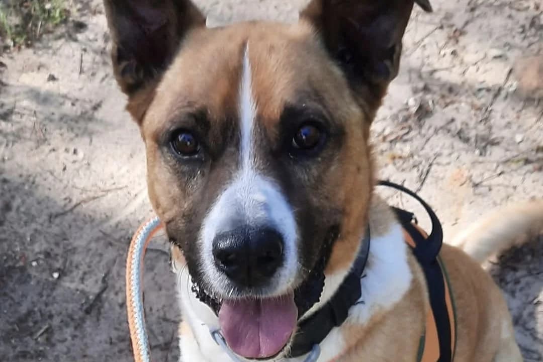 Fox, male Mixed Breed for adoption at SPA Draguignan (Flayosc), Draguignan