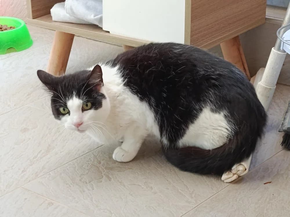 Perle, female senior mixed breed for adoption at SPA Draguignan (Flayosc), Draguignan