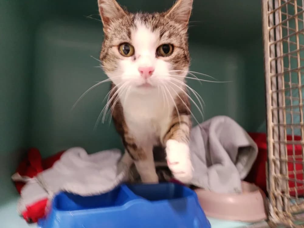 CLEO,  (SPA Cholet)