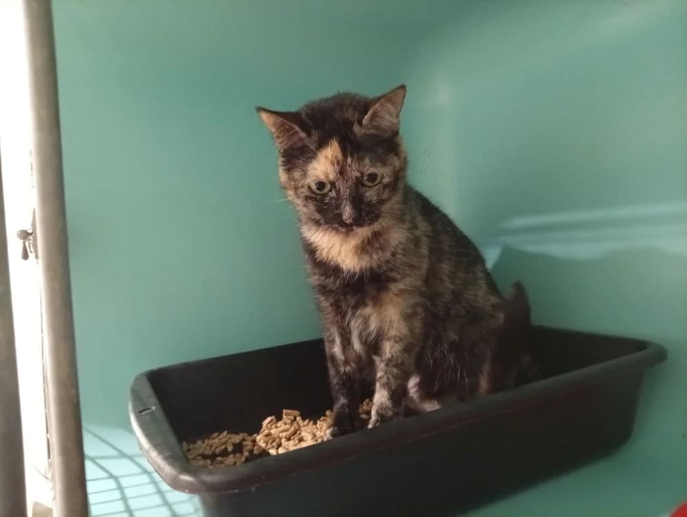 Yoon, female 4yo mixed breed for adoption at SPA Draguignan (Flayosc), Draguignan