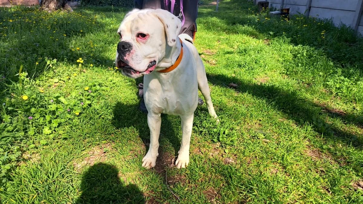 Venom, male young mixed breed for adoption at SPA Draguignan (Flayosc), Draguignan