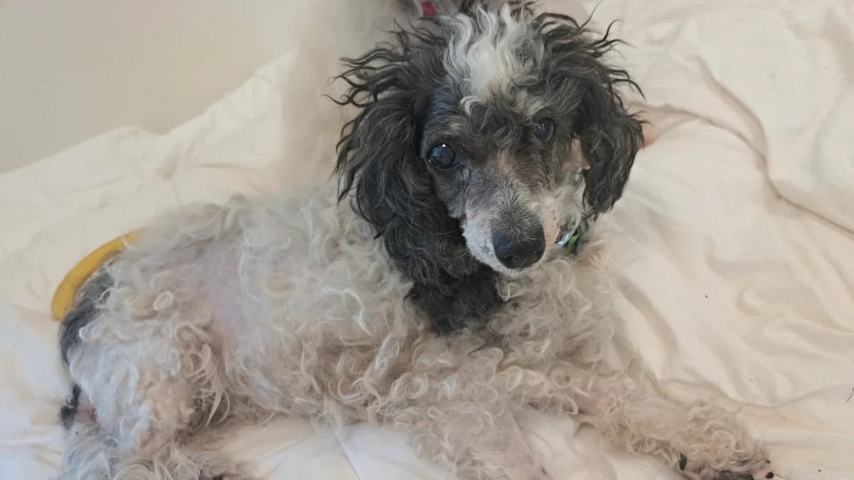 Erminette, female senior Bichon Frisé for adoption at SPA Draguignan (Flayosc), Draguignan