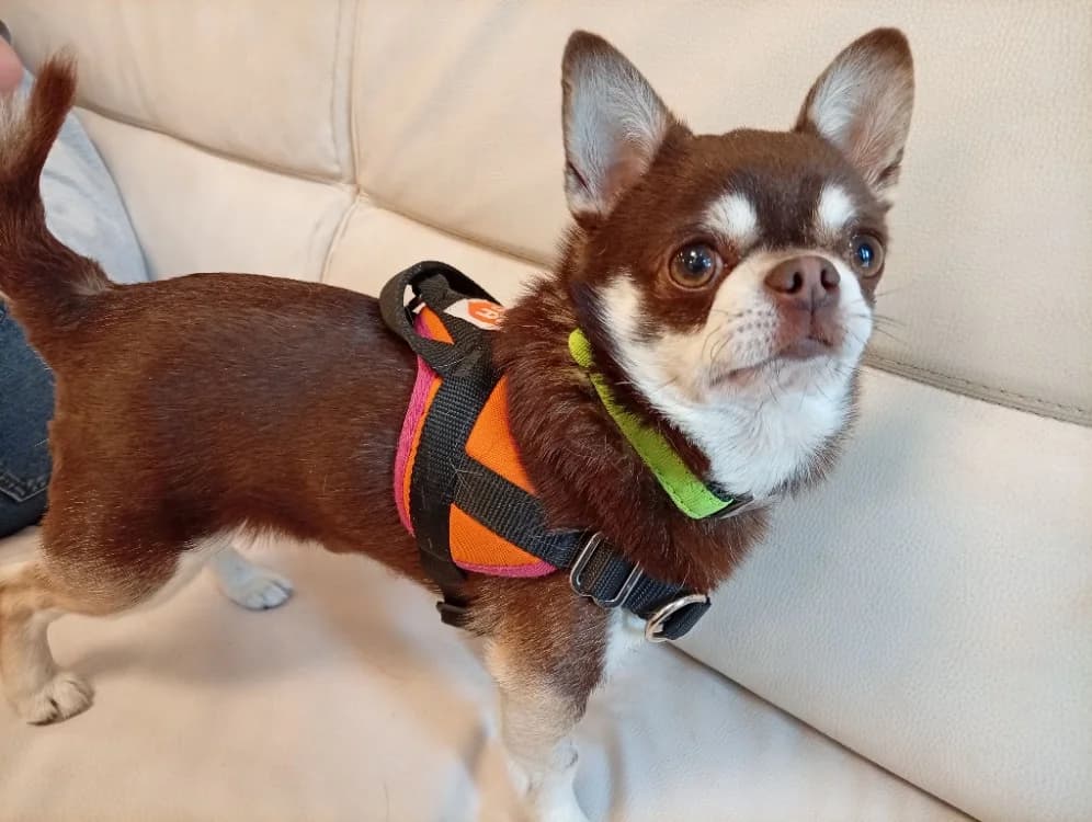 URSULE, male young Chihuahua for adoption at SPA Draguignan (Flayosc), Draguignan