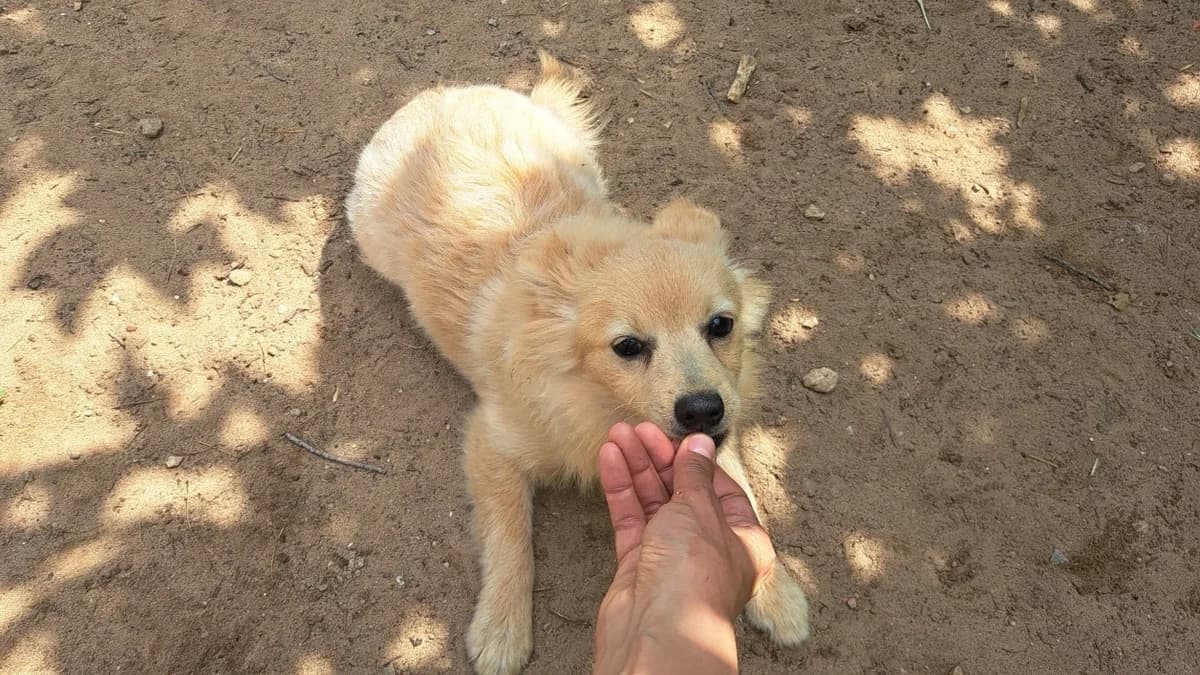 Odin (en cours d'adoption), male puppy mixed breed for adoption at SPA Draguignan (Flayosc), Draguignan