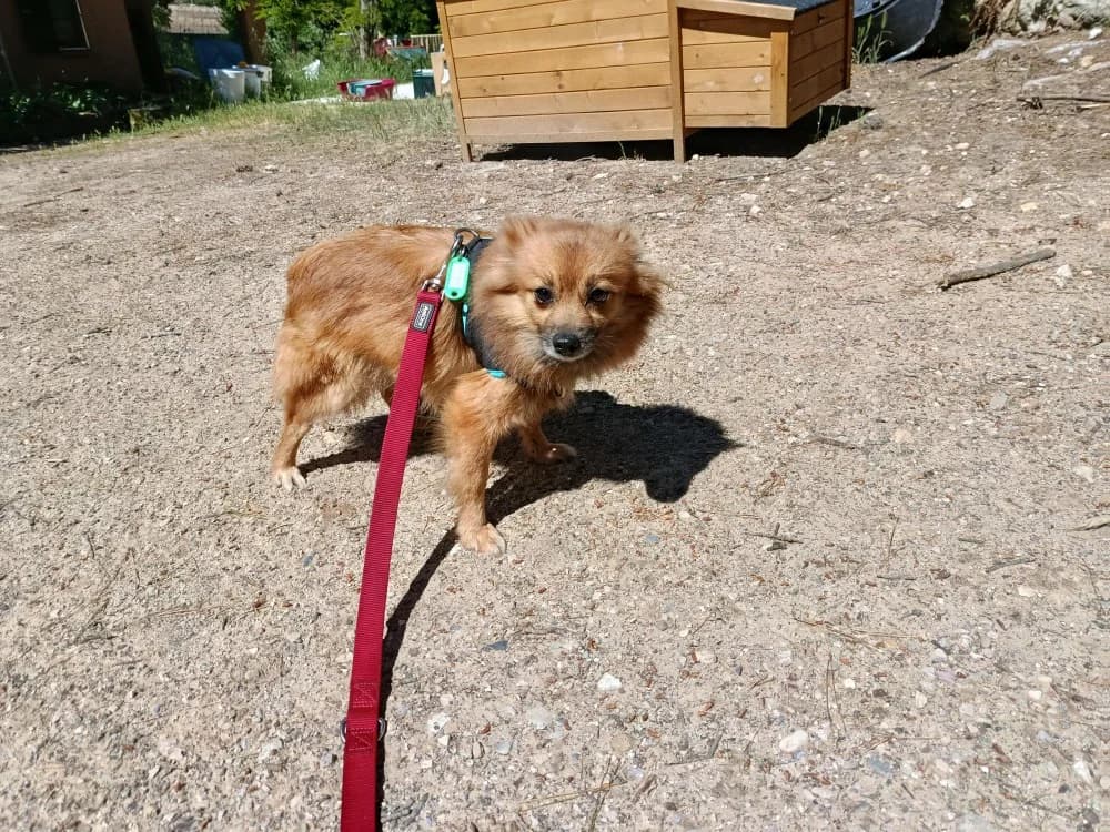 Orphée (en cours d'adoption), female 4yo mixed breed for adoption at SPA Draguignan (Flayosc), Draguignan