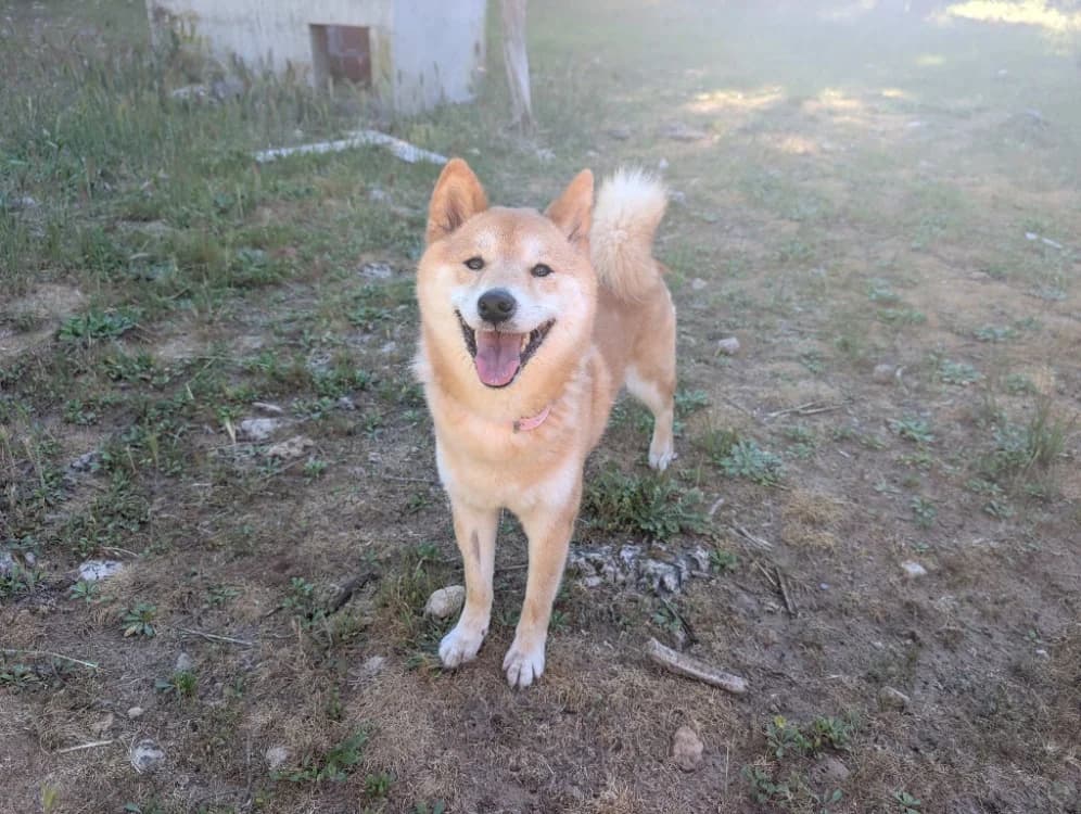 Yuna, female 5yo Shiba Inu for adoption at SPA Draguignan (Flayosc), Draguignan