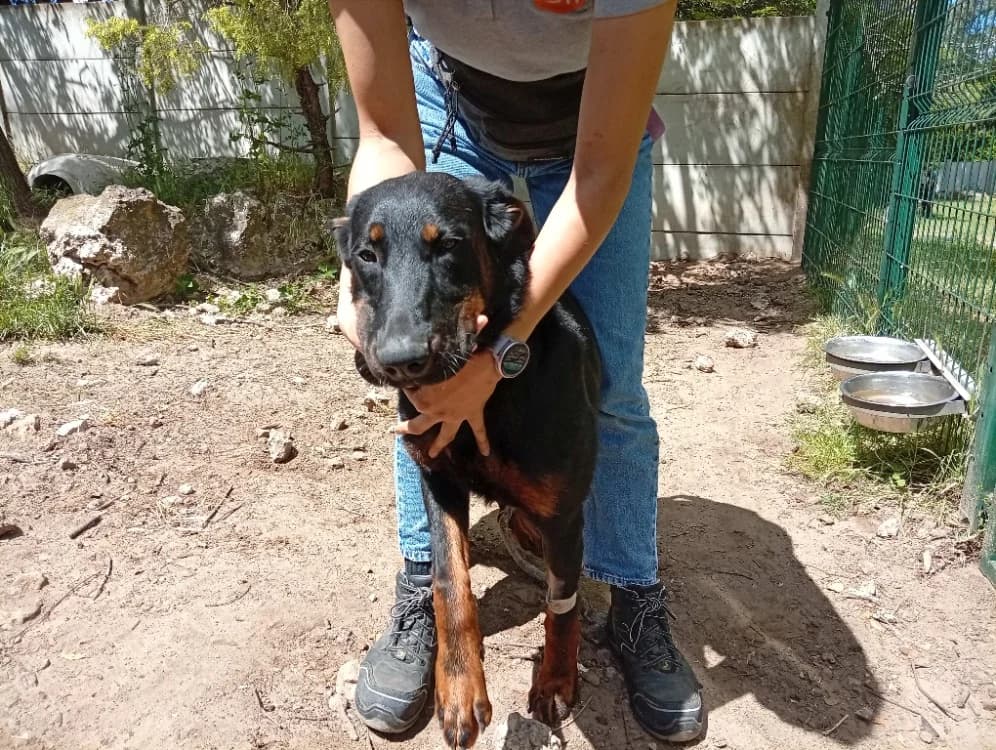 Jolly, female mixed breed for adoption at SPA Draguignan (Flayosc), Draguignan
