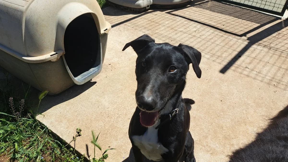 Salto, male 5yo Border Collie for adoption at SPA Draguignan (Flayosc), Draguignan