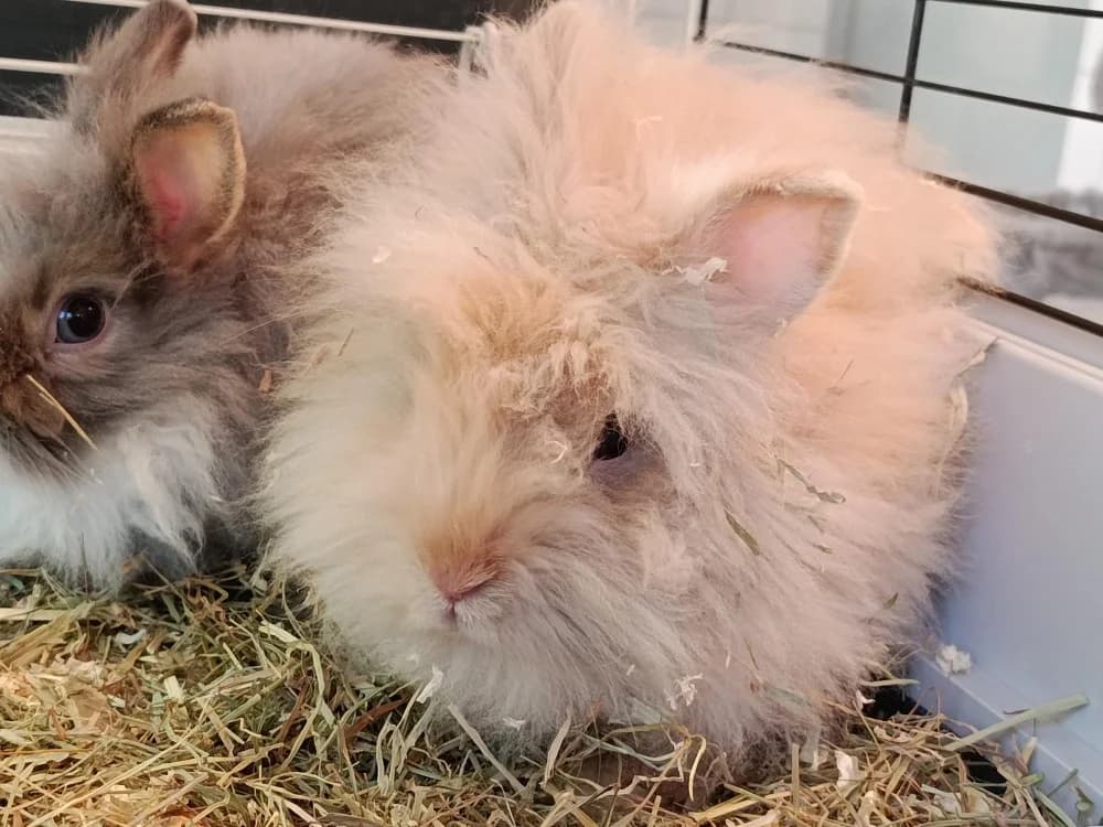 Caramelo, male Mixed Breed for adoption at SPA Draguignan (Flayosc), Draguignan