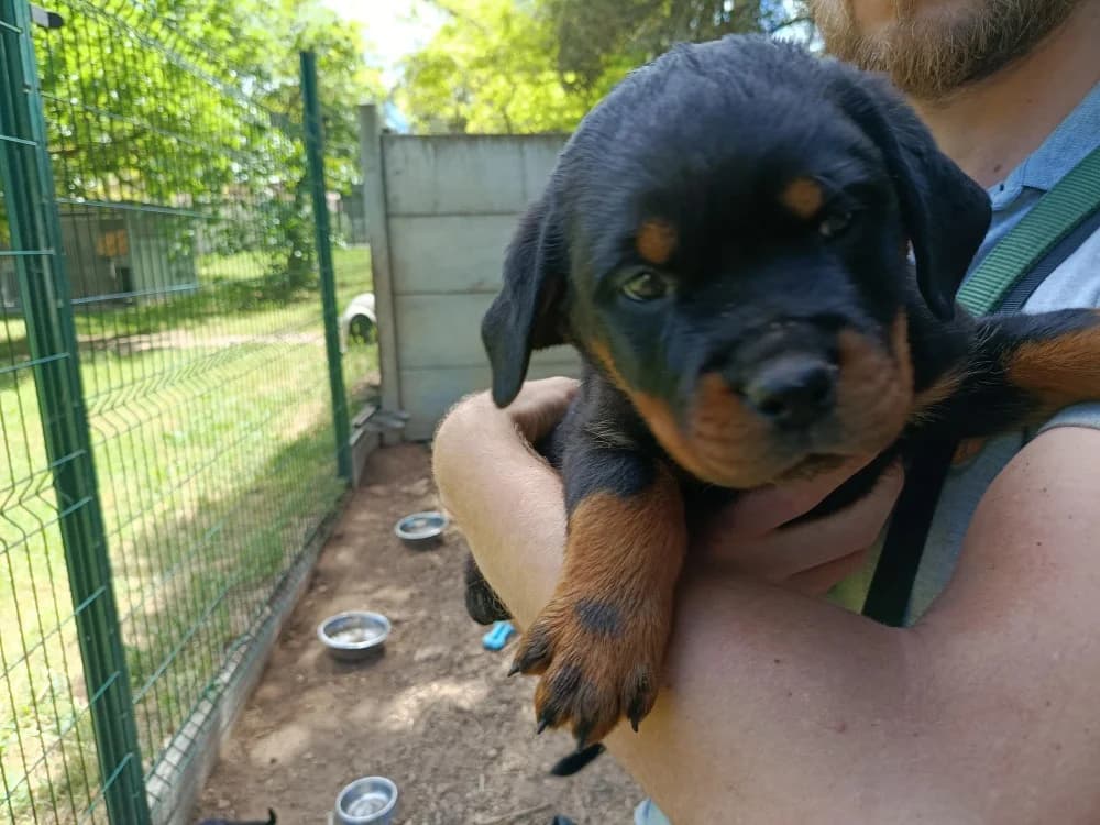 Janis, female puppy Rottweiler for adoption at SPA Draguignan (Flayosc), Draguignan