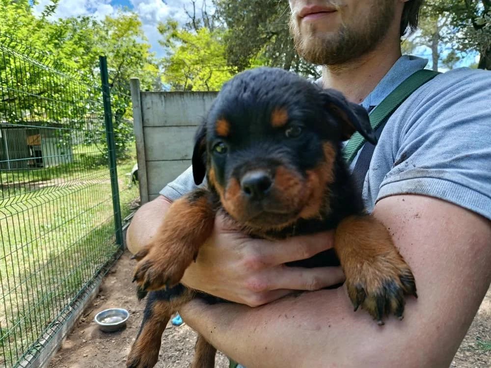 Jaguar, male puppy Rottweiler for adoption at SPA Draguignan (Flayosc), Draguignan