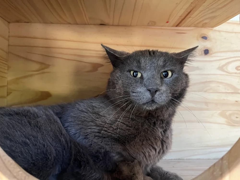 Paulo, male 3yo Mixed Breed for adoption at SPA Draguignan (Flayosc), Draguignan