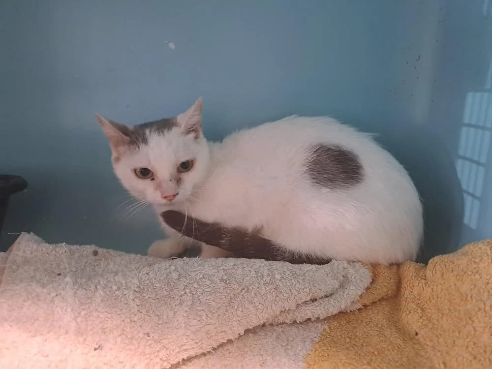 Luna, female Mixed Breed for adoption at SPA Draguignan (Flayosc), Draguignan