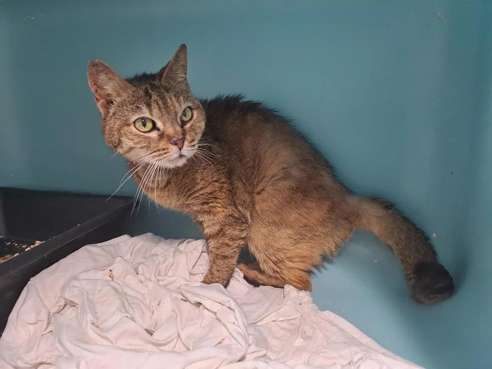 Léa, female Mixed Breed for adoption at SPA Draguignan (Flayosc), Draguignan
