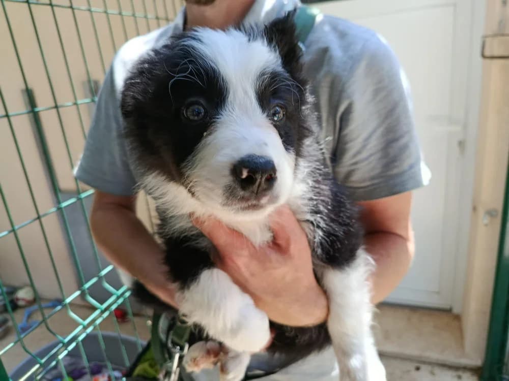 Nougat, male mixed breed for adoption at SPA Draguignan (Flayosc), Draguignan