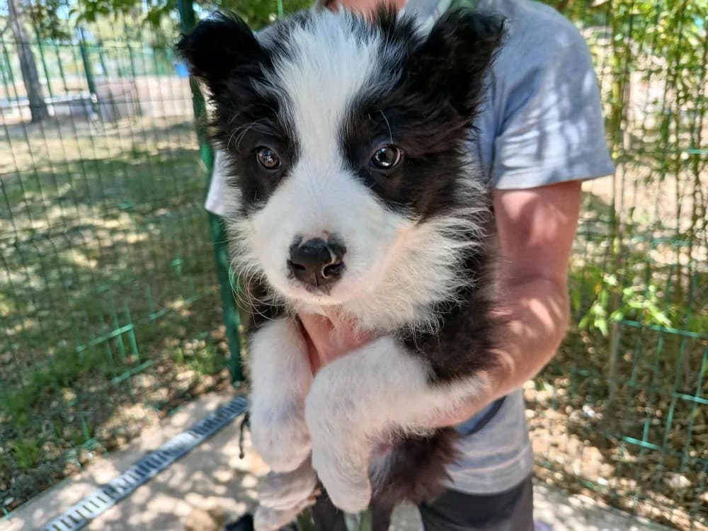 Nomad, male Border Collie for adoption at SPA Draguignan (Flayosc), Draguignan