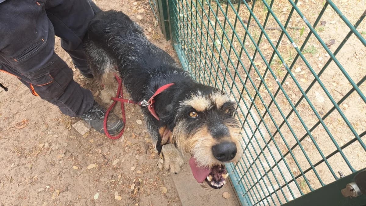 Auguste, male 4yo mixed breed for adoption at SPA Draguignan (Flayosc), Draguignan