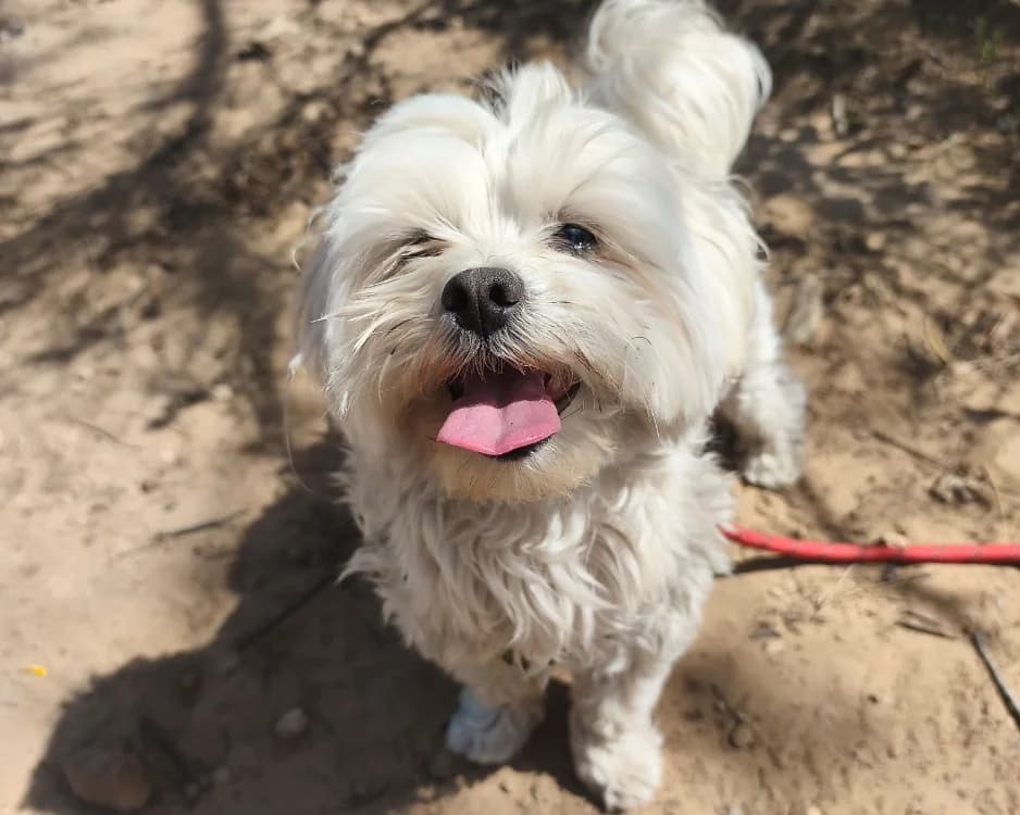 Scenic, male 5yo Bichon Frisé for adoption at SPA Draguignan (Flayosc), Draguignan