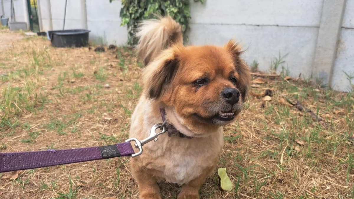 Potter, male 6yo mixed breed for adoption at SPA Draguignan (Flayosc), Draguignan