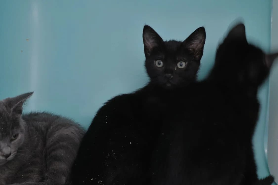 Baccara, female Mixed Breed for adoption at SPA Draguignan (Flayosc), Draguignan