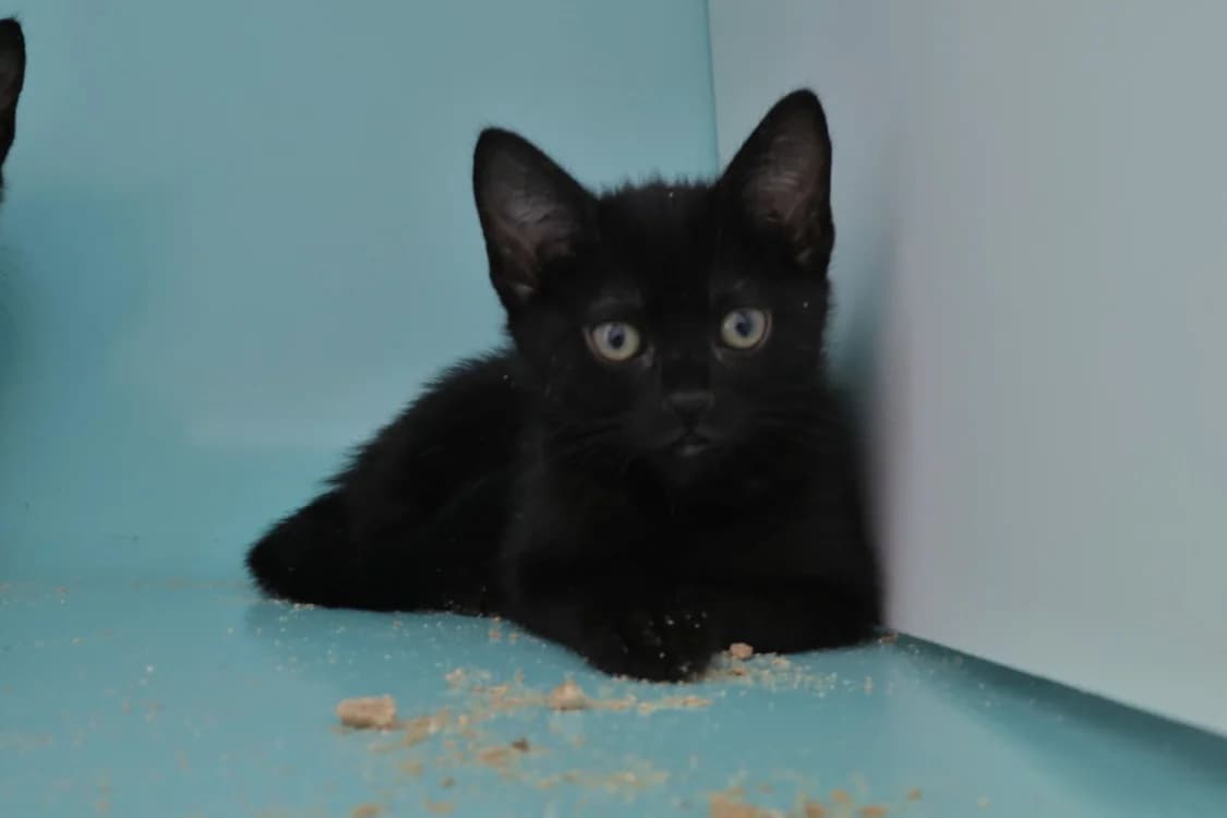Bonnie, female puppy mixed breed for adoption at SPA Draguignan (Flayosc), Draguignan
