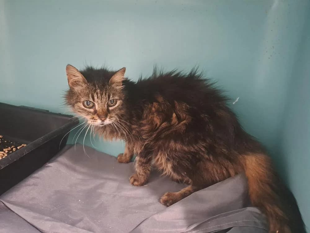 Lys, female senior Mixed Breed for adoption at SPA Draguignan (Flayosc), Draguignan