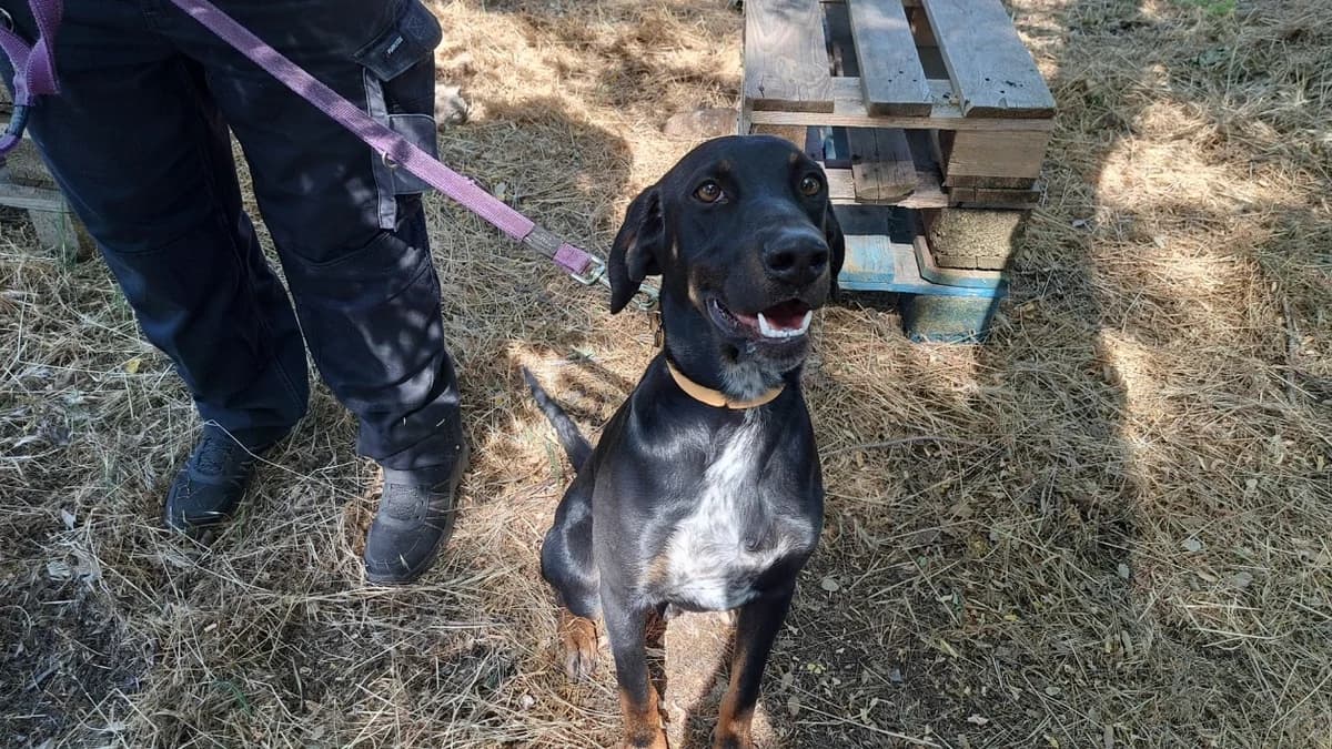 JEAN, male young Mixed Breed for adoption at SPA Draguignan (Flayosc), Draguignan