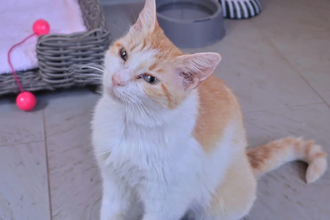 Châtaigne, female senior Mixed Breed for adoption at SPA Draguignan (Flayosc), Draguignan