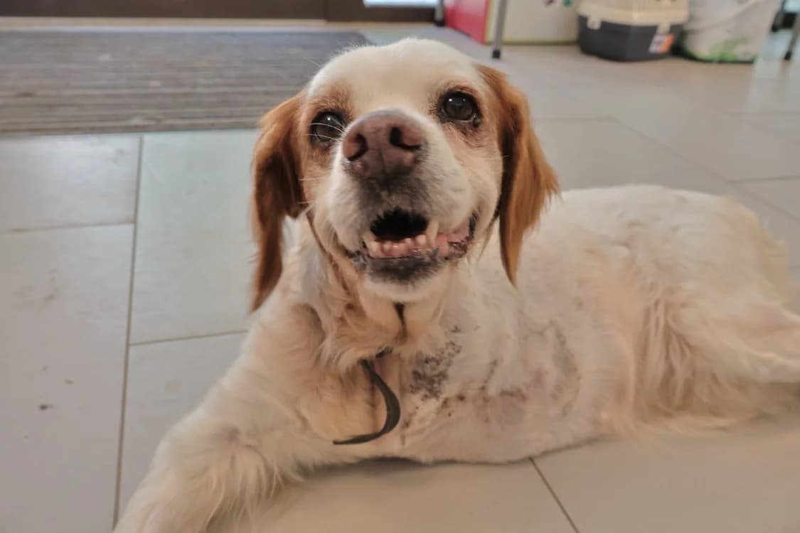 Lila, female senior Mixed Breed for adoption at SPA Draguignan (Flayosc), Draguignan
