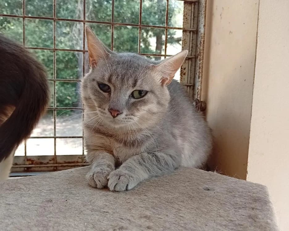 Neko, male Mixed Breed for adoption at SPA Draguignan (Flayosc), Draguignan