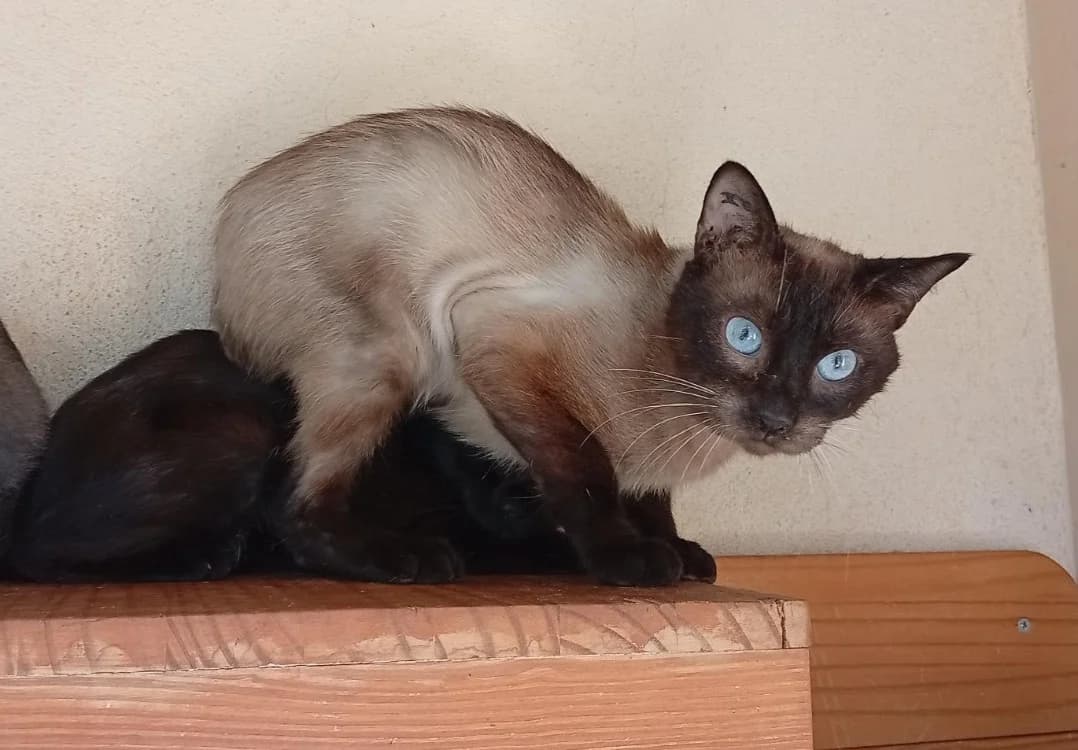 Saphir, male 6yo Mixed Breed for adoption at SPA Draguignan (Flayosc), Draguignan