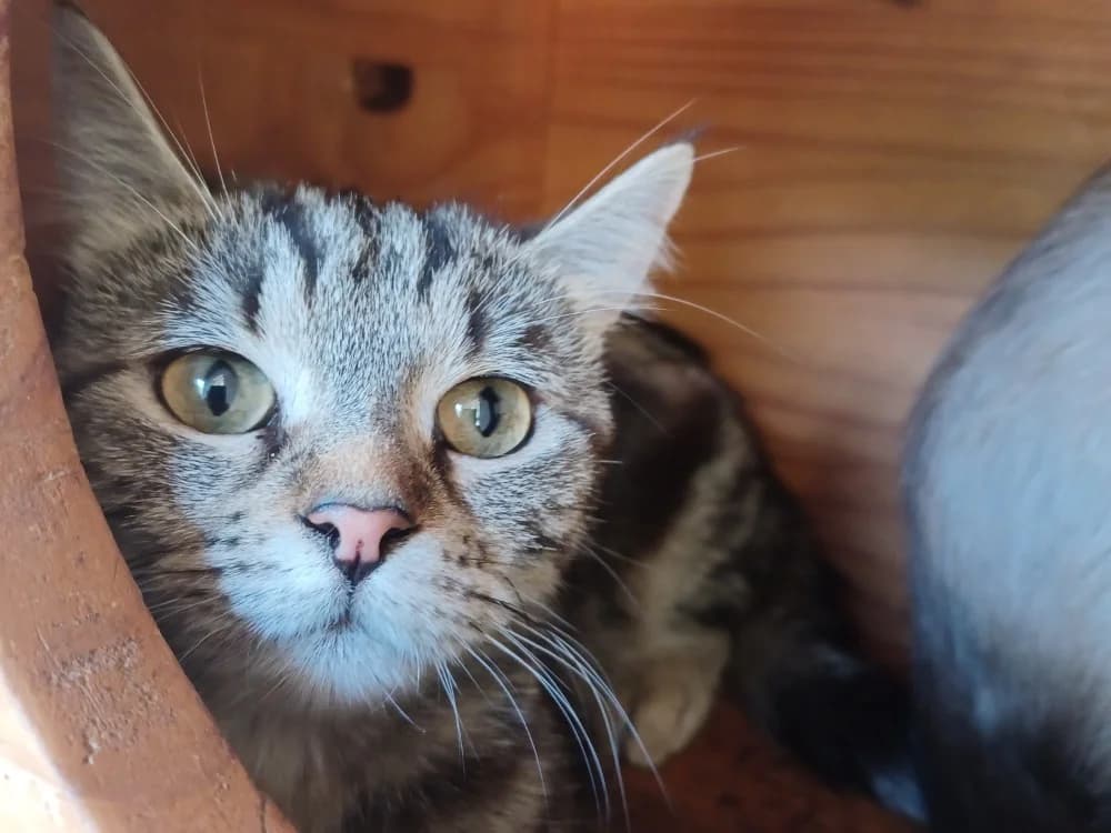 Suki, female Mixed Breed for adoption at SPA Draguignan (Flayosc), Draguignan