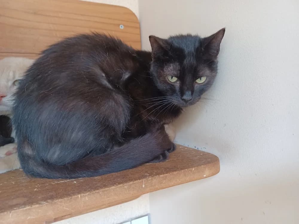 Zephyr, female young Mixed Breed for adoption at SPA Draguignan (Flayosc), Draguignan