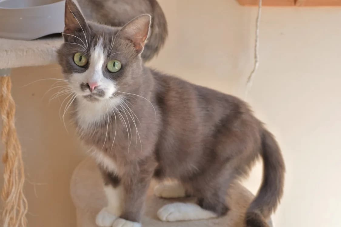 Duchesse, female senior Mixed Breed for adoption at SPA Draguignan (Flayosc), Draguignan