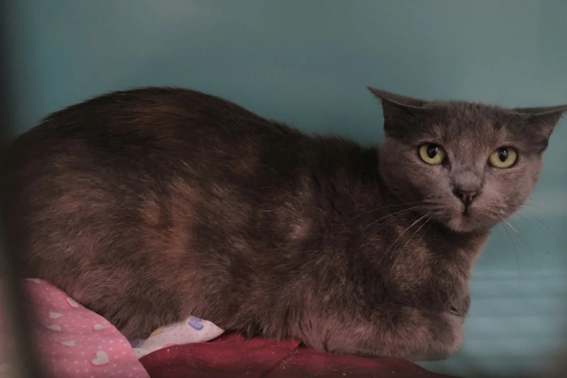 Dune, female young mixed breed for adoption at SPA Draguignan (Flayosc), Draguignan