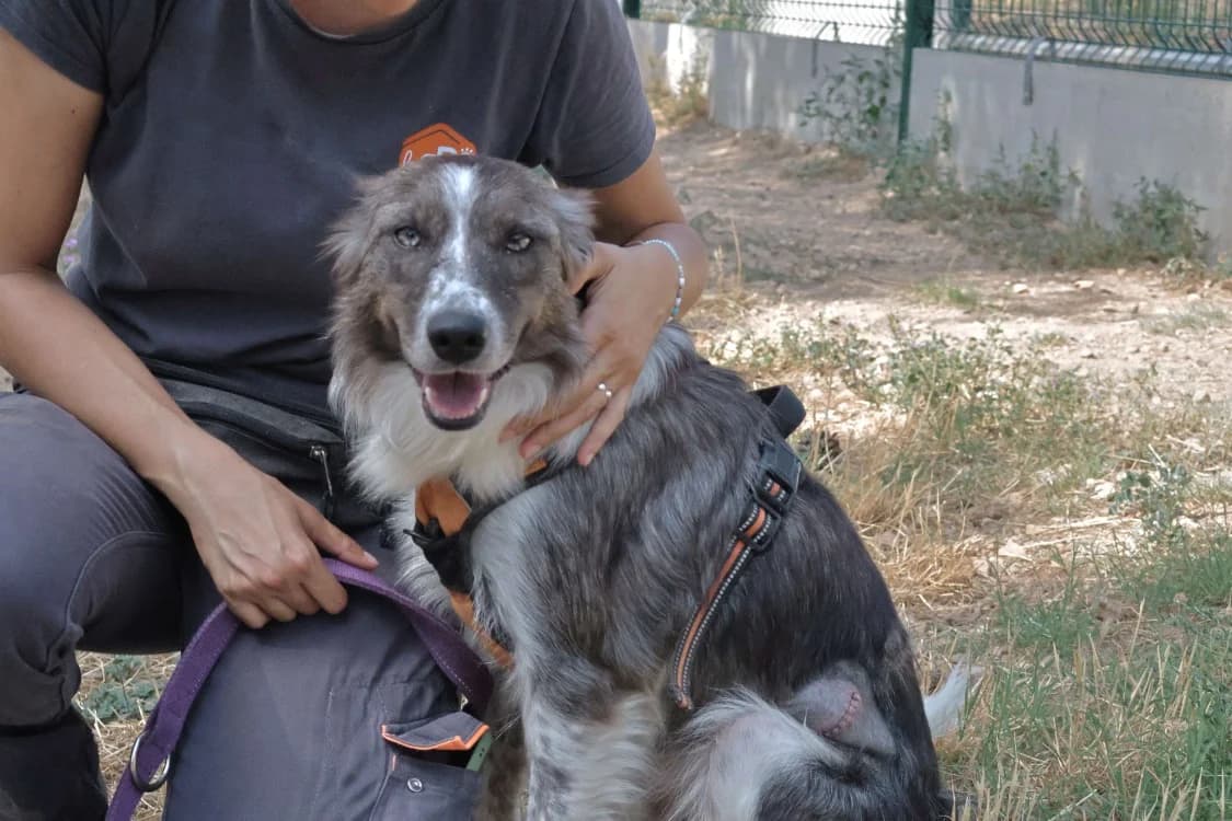 Jade, female 6yo Border Collie for adoption at SPA Draguignan (Flayosc), Draguignan