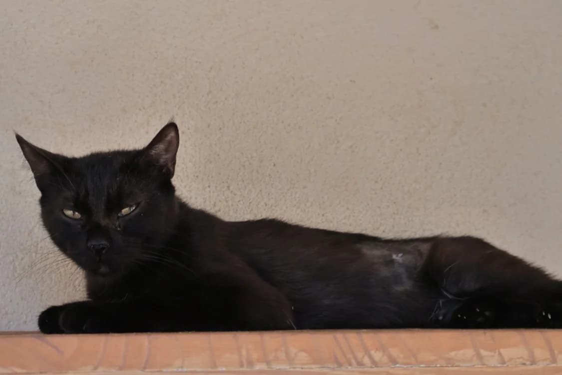 Hoshi, female young Mixed Breed for adoption at SPA Draguignan (Flayosc), Draguignan