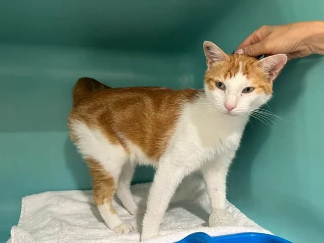 PERRY, male 5yo Mixed Breed for adoption at SPA Draguignan (Flayosc), Draguignan