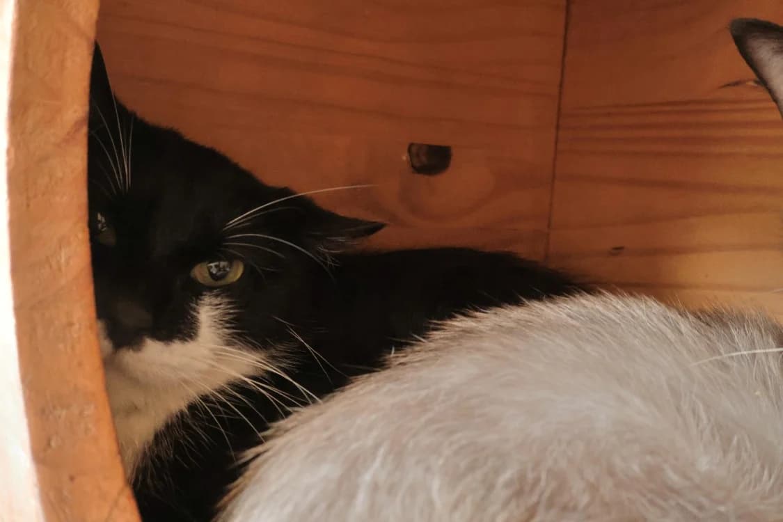 Onyx, female 4yo Mixed Breed for adoption at SPA Draguignan (Flayosc), Draguignan