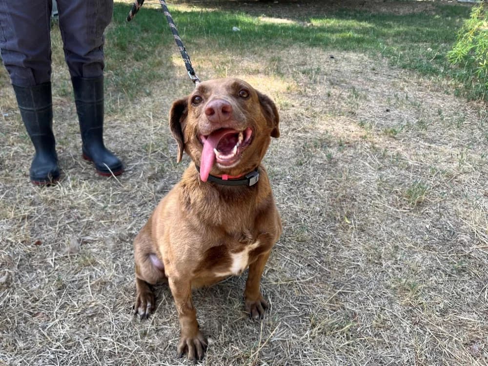 Berry, female 4yo Mixed Breed for adoption at SPA Draguignan (Flayosc), Draguignan