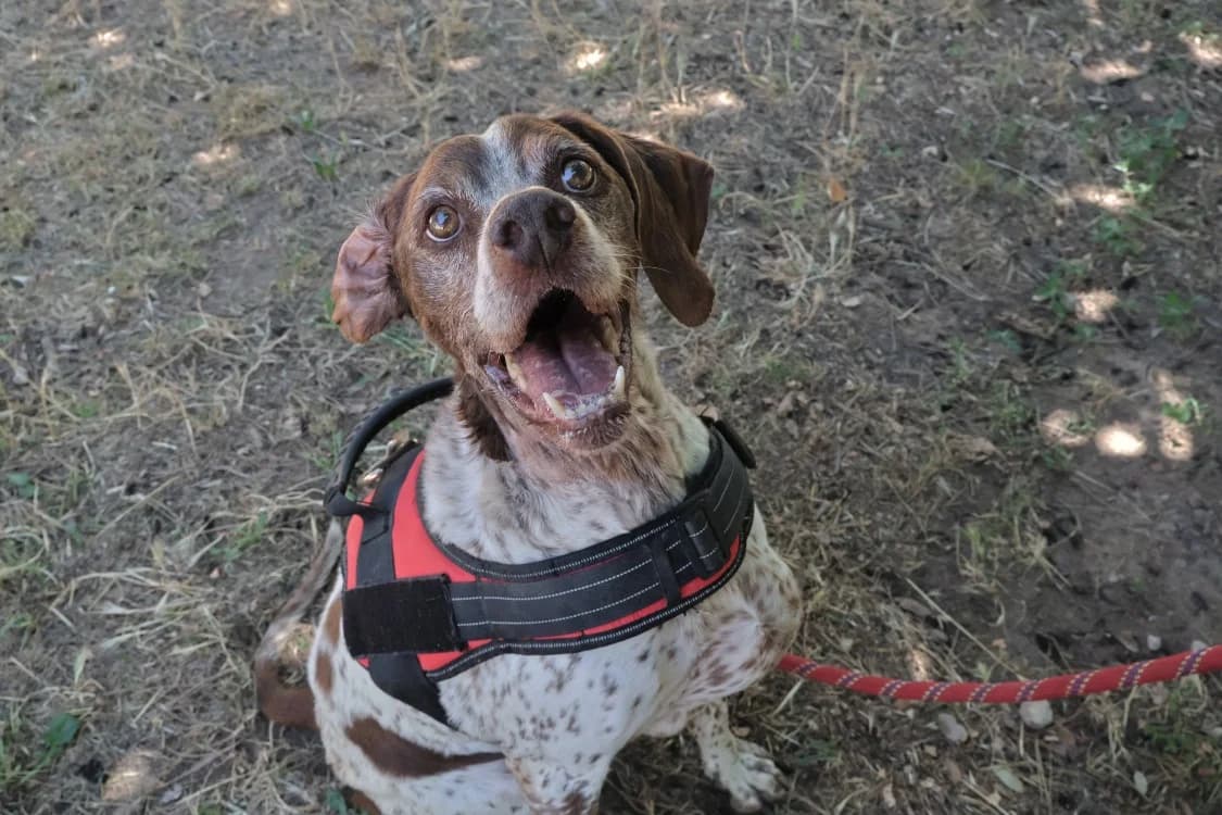 Rose, female senior Pointer for adoption at SPA Draguignan (Flayosc), Draguignan