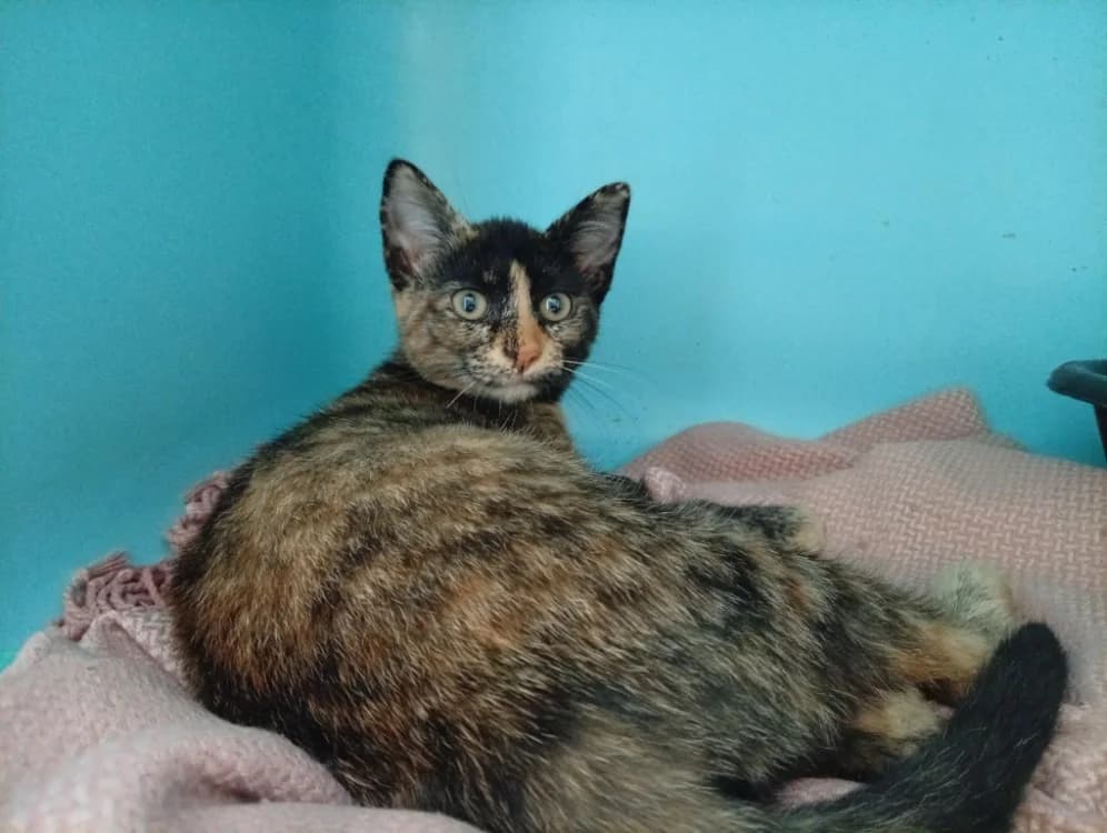 Maévy, female Mixed Breed for adoption at SPA Draguignan (Flayosc), Draguignan