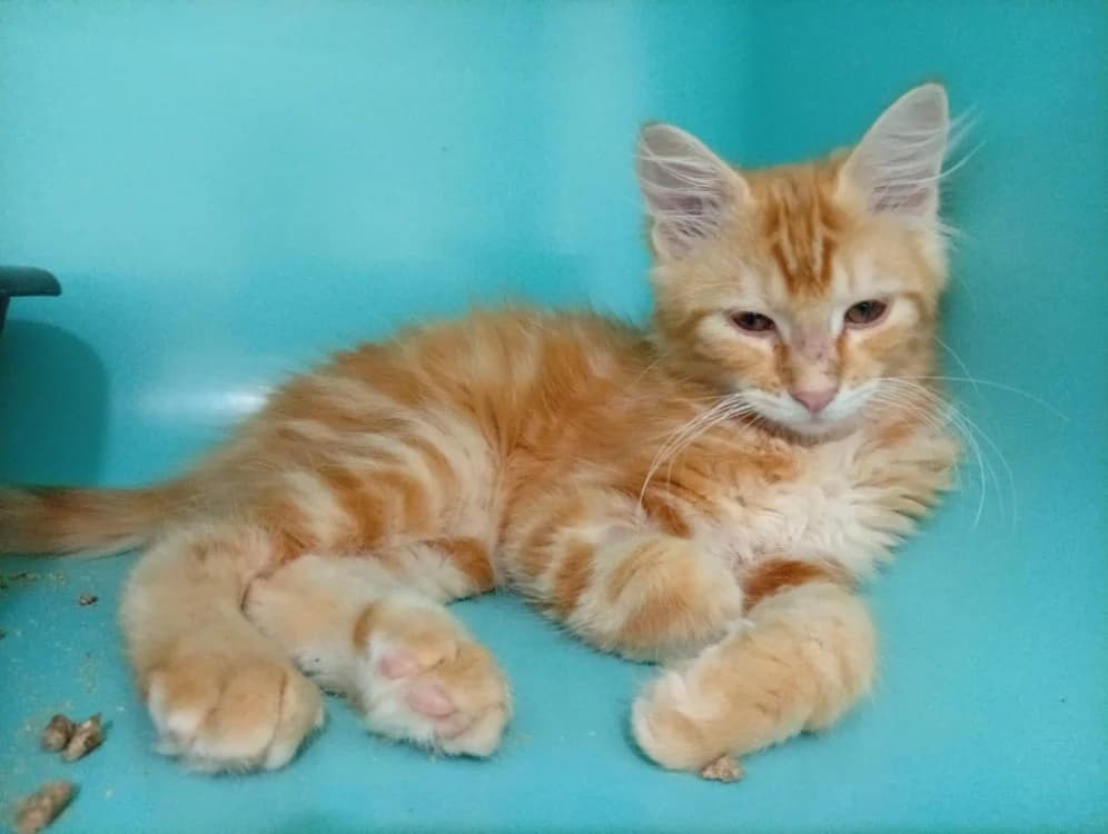 Crunch, male puppy Mixed Breed for adoption at SPA Draguignan (Flayosc), Draguignan