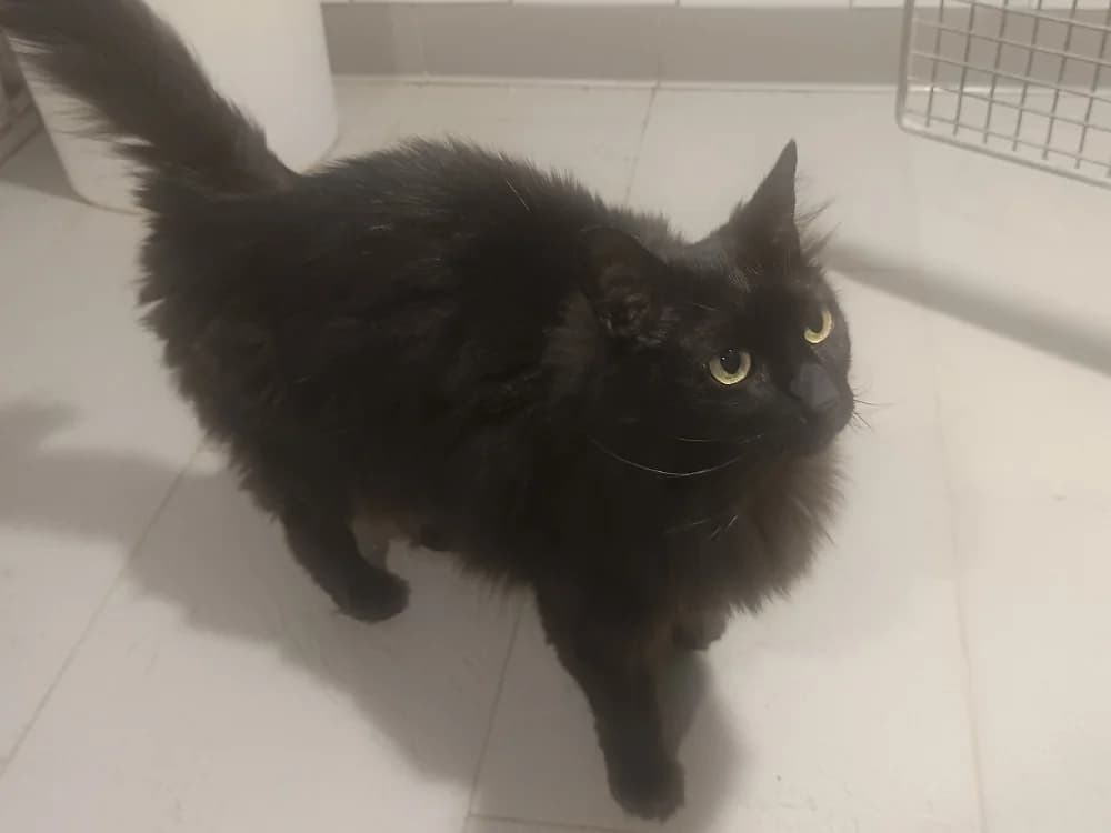 Gaïa, female 6yo Mixed Breed for adoption at SPA Draguignan (Flayosc), Draguignan