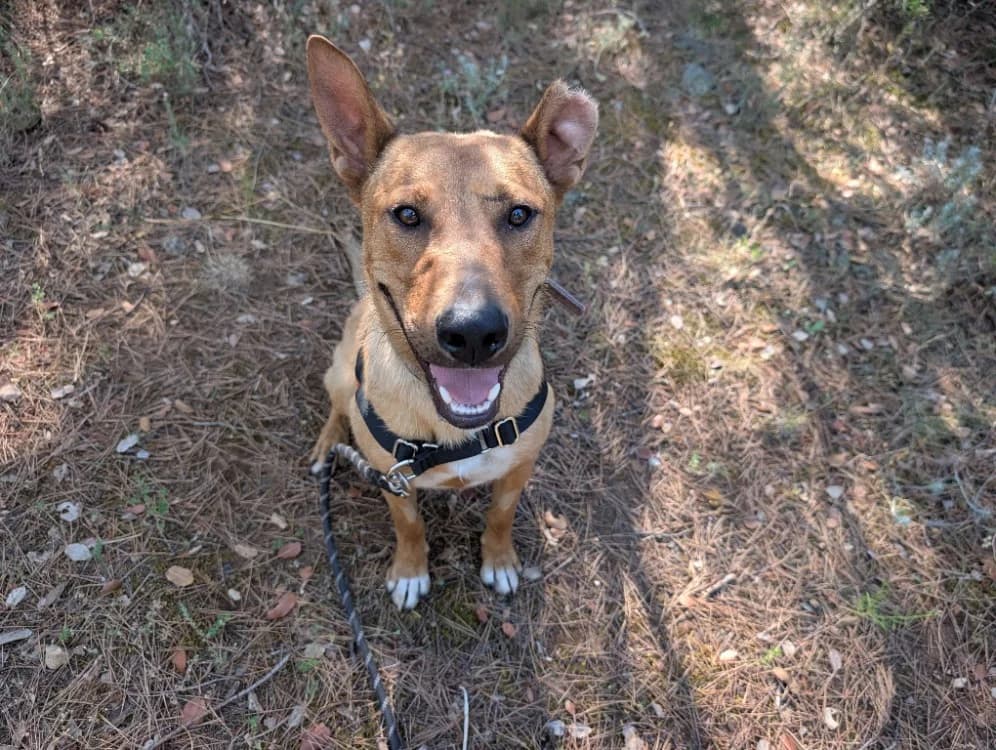 Firmin, male young Mixed Breed for adoption at SPA Draguignan (Flayosc), Draguignan