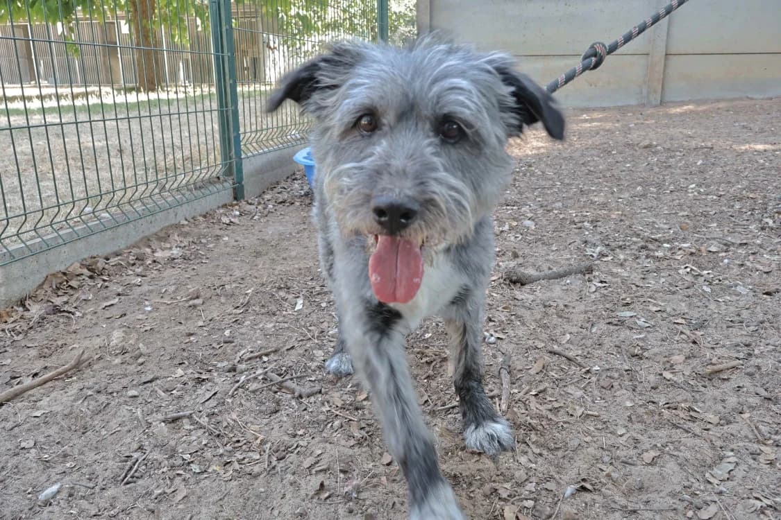 Boby, male senior Mixed Breed for adoption at SPA Draguignan (Flayosc), Draguignan