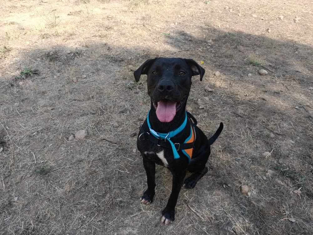 KURO, male young Mixed Breed for adoption at SPA Draguignan (Flayosc), Draguignan